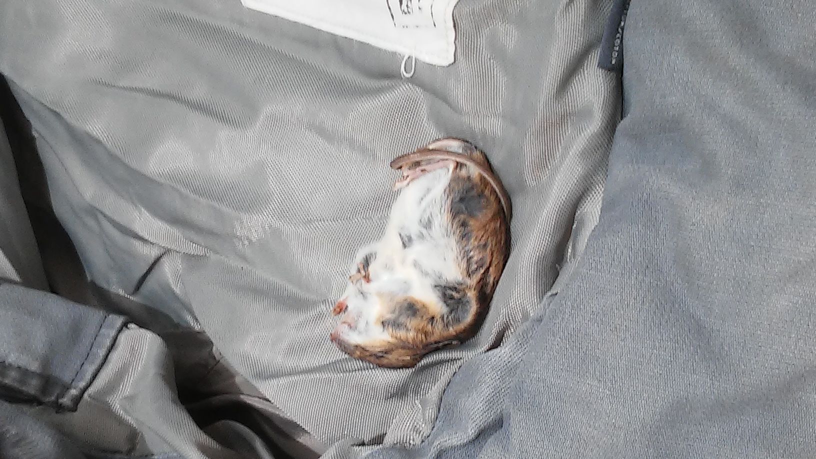 weet u wat voor muis dit is zie bijlage